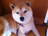 タロちゃん(柴犬)