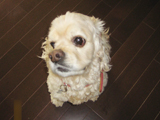 愛犬 シルク